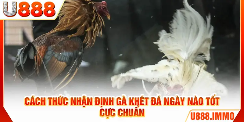 Cách thức nhận định gà khét đá ngày nào tốt cực chuẩn