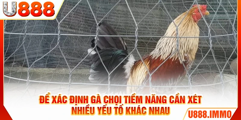 Để xác định gà chọi tiềm năng cần xét nhiều yếu tố khác nhau