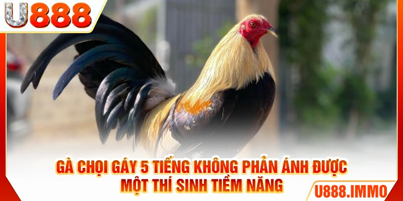 Gà chọi gáy 5 tiếng không phản ánh được một thí sinh tiềm năng