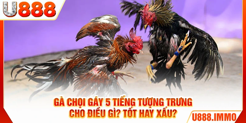 ga-choi-gay-5-tieng-tuong-trung-cho-dieu-gi-tot-hay-xau