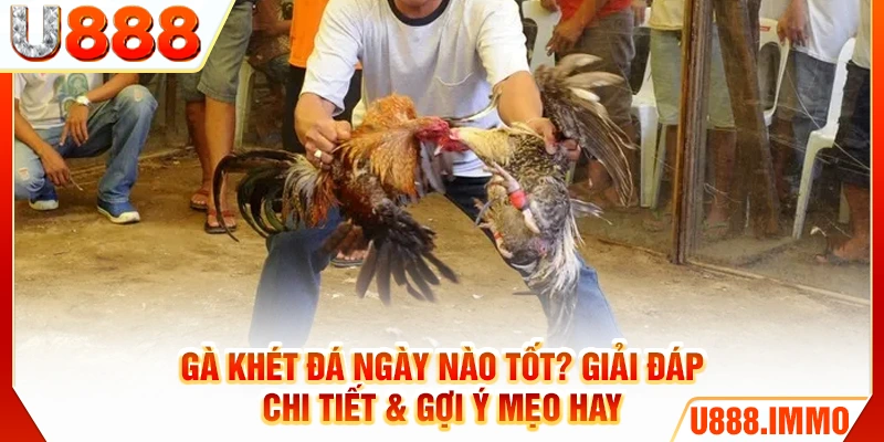 ga-khet-da-ngay-nao-tot-giai-dap-chi-tiet-goi-y-meo-hay