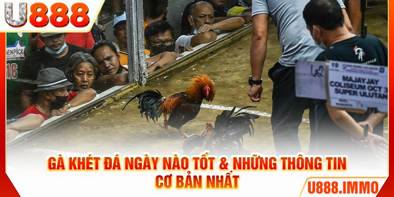 Gà khét đá ngày nào tốt & những thông tin cơ bản nhất