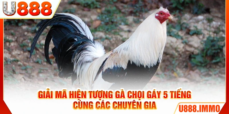 Giải mã hiện tượng gà chọi gáy 5 tiếng cùng các chuyên gia