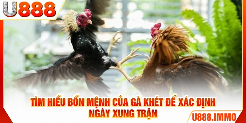 Tìm hiểu bổn mệnh của gà khét để xác định ngày xung trận
